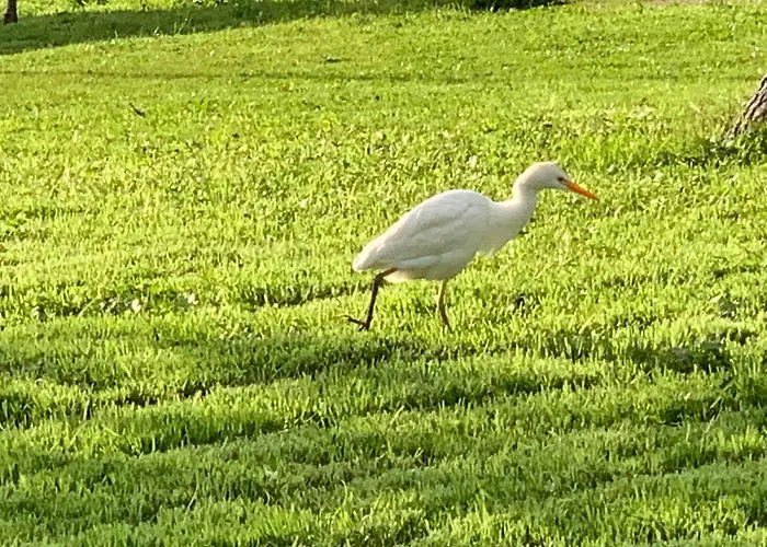 アパート Flamingo Lux ファマグスタ