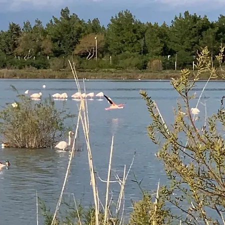 Flamingo Lux דירה פמגוסטה