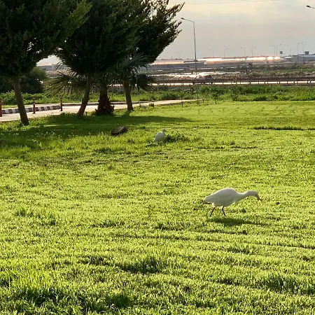 Flamingo Lux * Famagusta (Northern Cyprus)