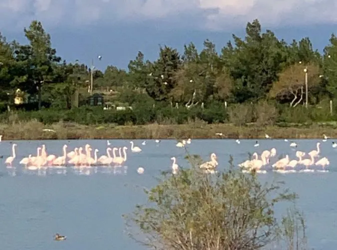 Flamingo Lux Διαμέρισμα *