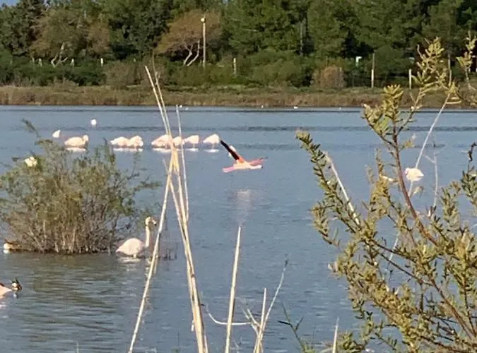 Flamingo Lux Διαμέρισμα Αμμόχωστος